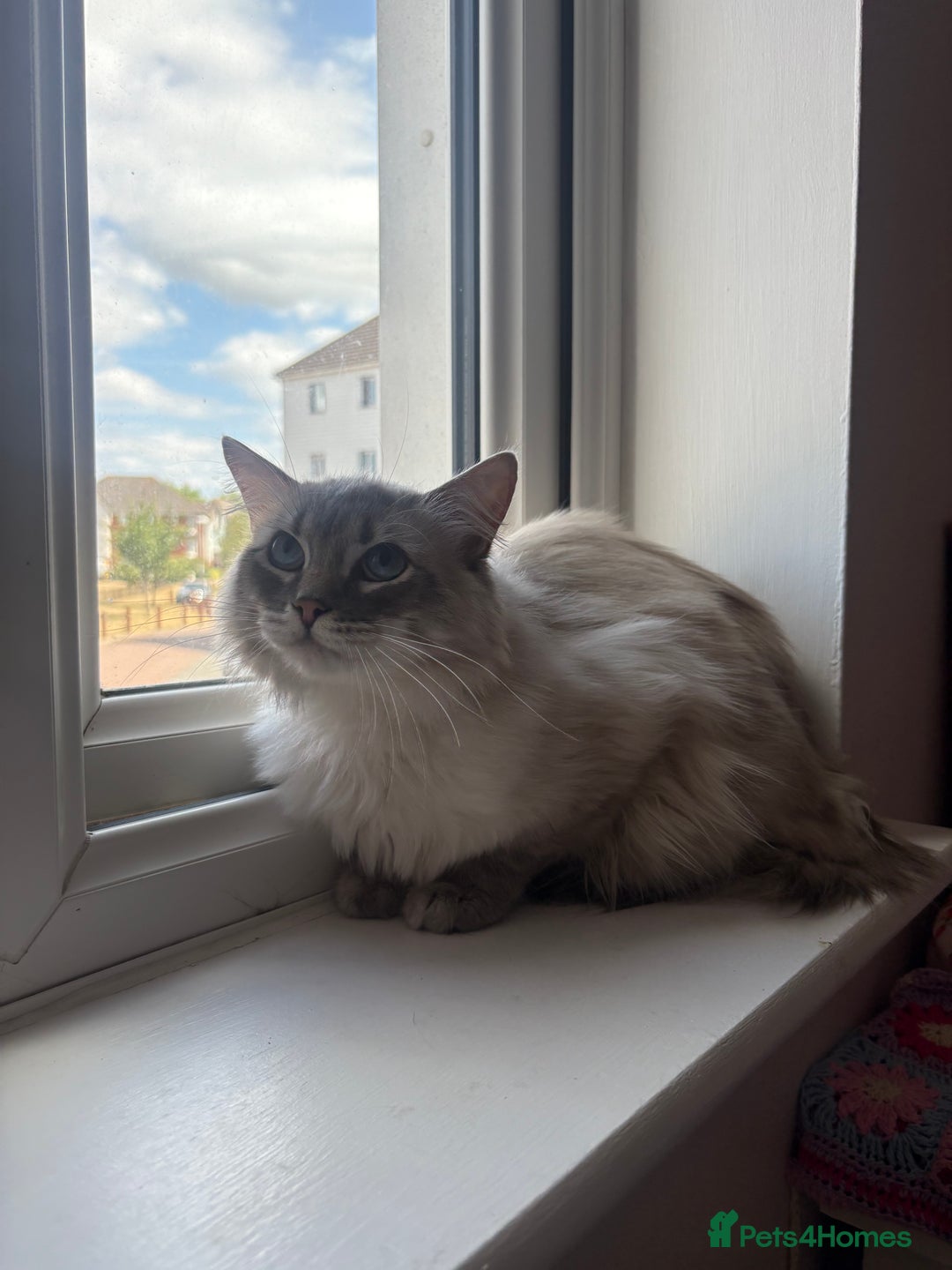 Ragdoll cats for sale: Rehoming this handsome Ragdoll male cross tabby - Image 9