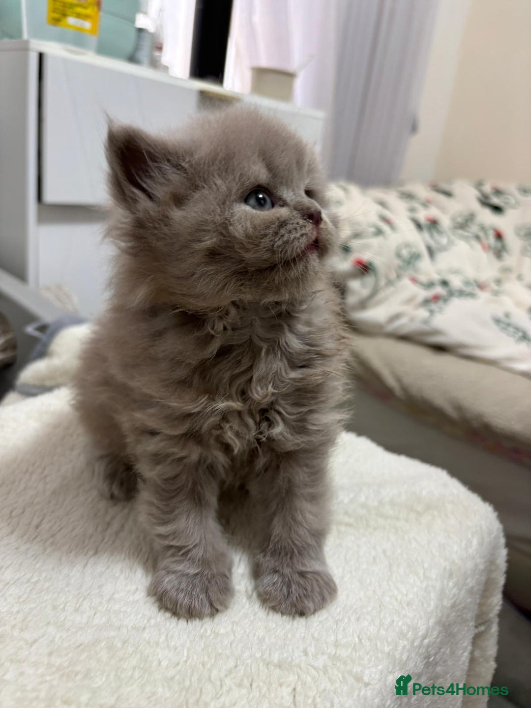 British Longhair cats for sale: Cute BLH LILAC BOY and BLH BLUE GIRL  - Advert 4