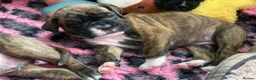 Boxer dogs for sale: Pedigree Boxer Puppies for Sale  - Advert 5