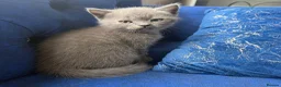 British Shorthair cats for sale: British shorthair kitten - Advert 6