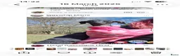 Italian Greyhound dogs for sale: BEAUTIFUL ITALIAN GREYHOUND PUPPIES  - Advert 19