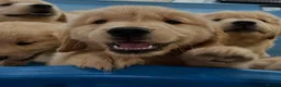 Golden Retriever dogs for sale: Golden retriever puppies - Advert 3