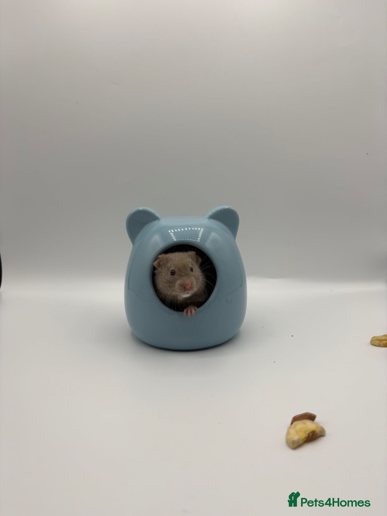 Hamster rodents Pedigree Syrian hamster  - Advert 2