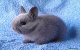 Netherland Dwarf rabbits for sale: Baby rabbit  - Advert 4