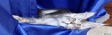 Silver female 