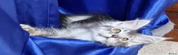 Maine Coon cats for sale: GCCF registered pedigree Maine Coon Kittens  - Advert 28