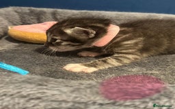 Bengal cats for sale: Queen boo 💕❤️ - Image 18