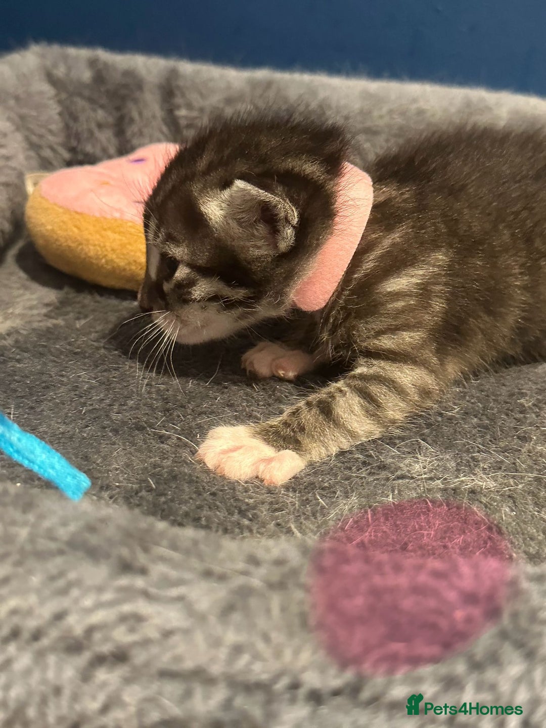 Bengal cats for sale: Queen boo 💕❤️ - Image 18