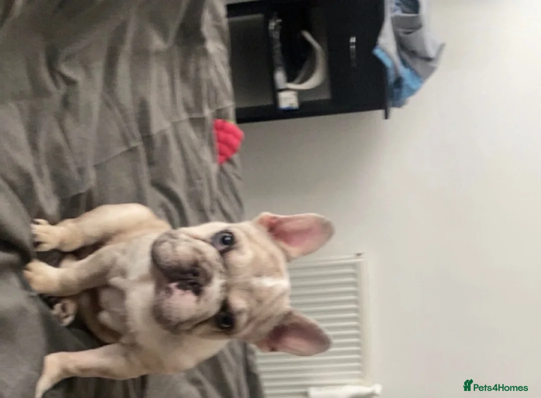 French Bulldog dogs for sale: Rehoming simba  - Advert 3