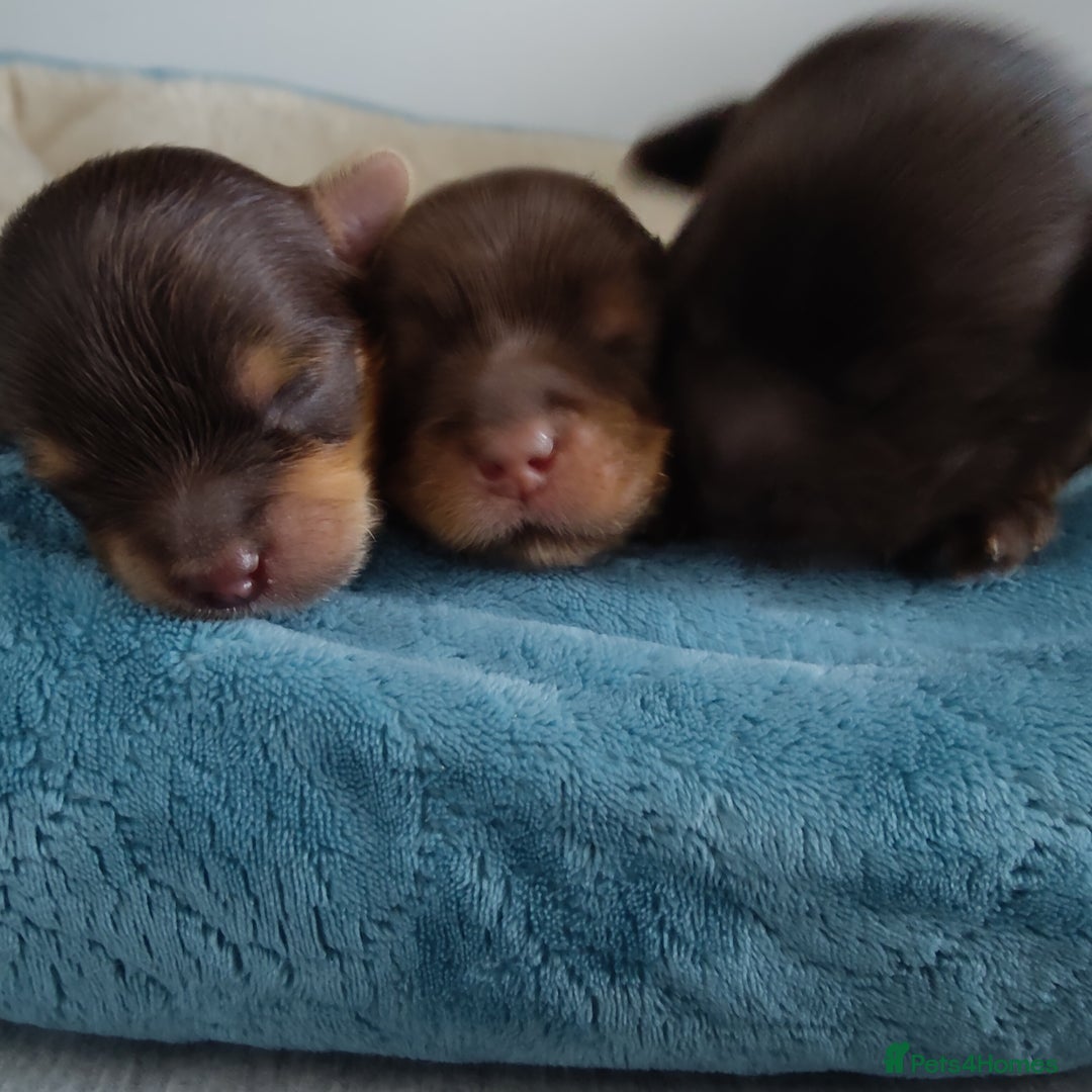 Yorkshire Terrier dogs for sale: Outstanding RARE Yorkshire terrier Chocolate - Image 31