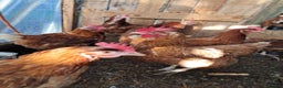 Chickens poultry for sale: Warren/lohman brown 18 months old for sale - Advert 4