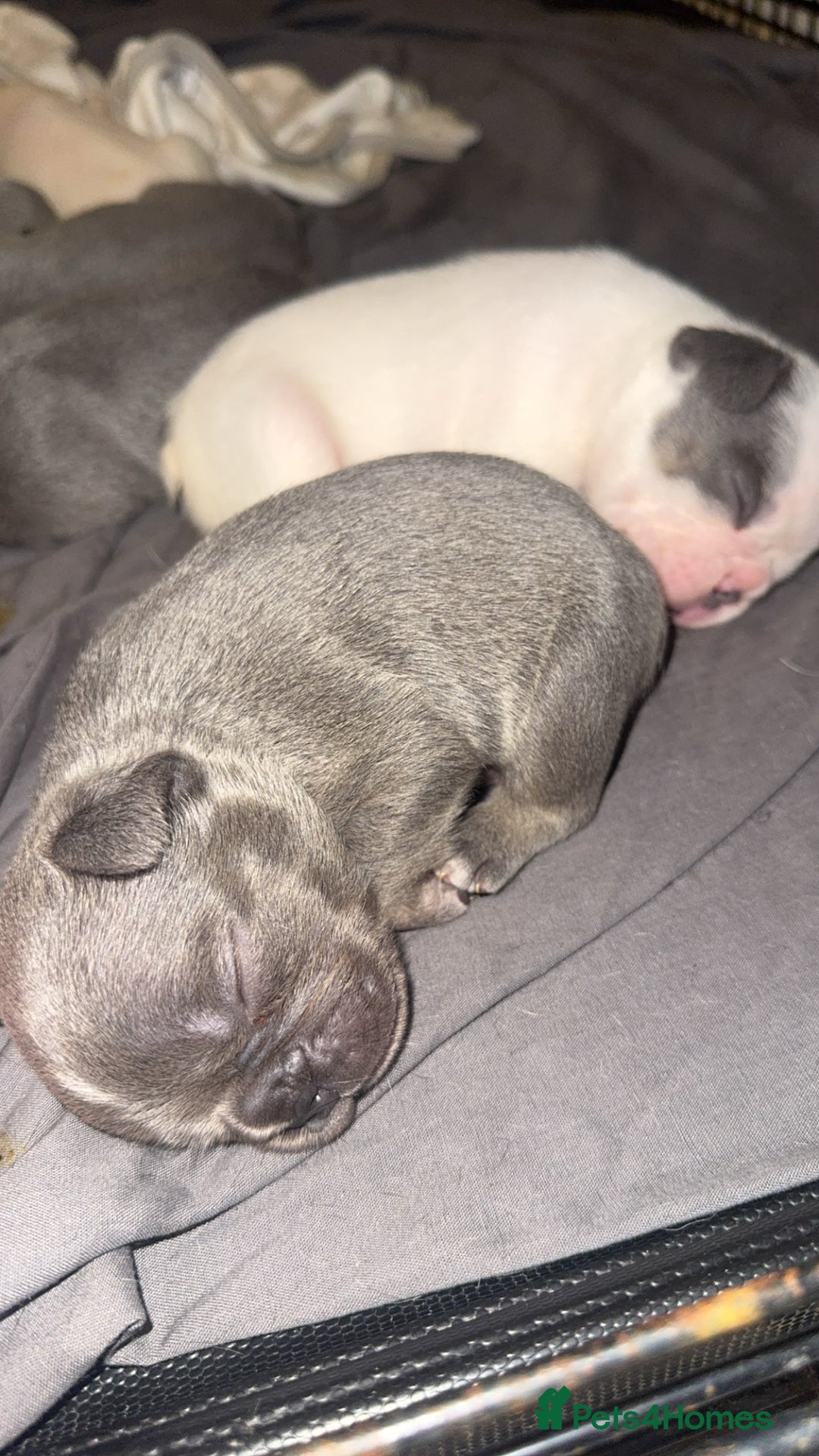 French Bulldog dogs for sale: 8 KC Reg’d French Bulldog Pups For Sale - Image 10