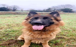 German Shepherd dogs for stud:  German shepherd available for stud duties  - Image 2
