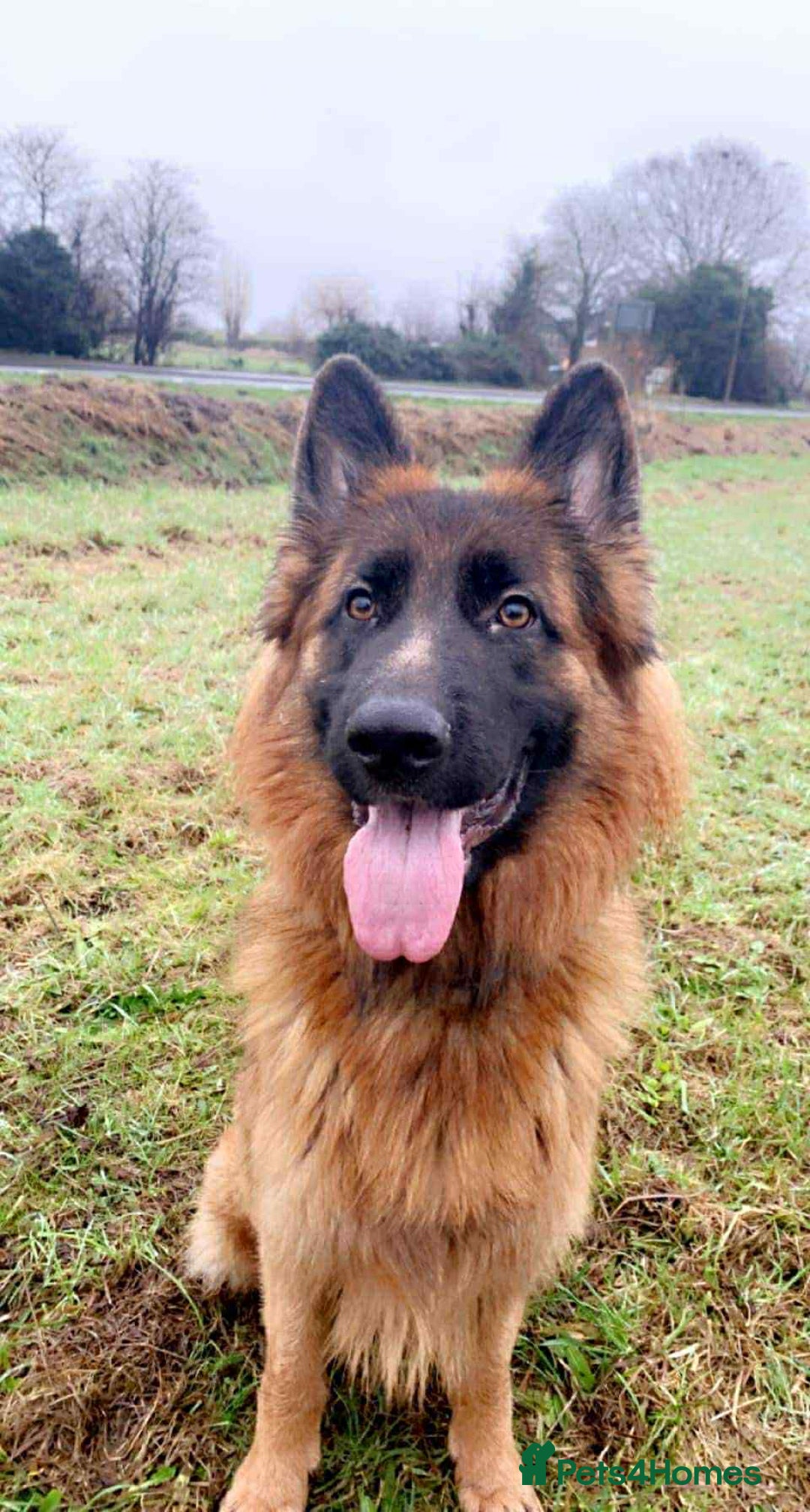 German Shepherd dogs for stud:  German shepherd available for stud duties  - Image 2