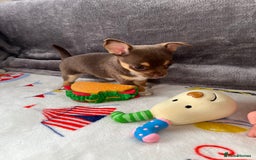 Chihuahua dogs for sale: 3 beautiful chihuahuas - Image 14