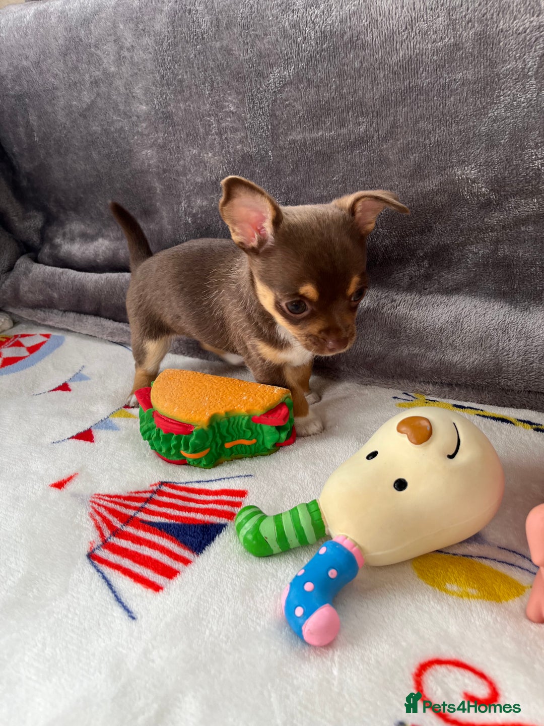 Chihuahua dogs for sale: 3 beautiful chihuahuas - Image 14