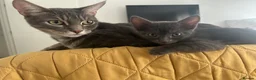 Mixed Breed cats for sale: 🐾 Gorgeous Furry Sphynx Cross Kittens 🐾 - Advert 4