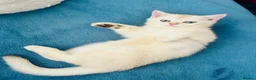 Scottish Fold cats for sale:  Kittens Ready for Their Forever Homes - Advert 11