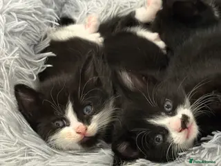 Mixed Breed cats The Fur Babies - Advert 1