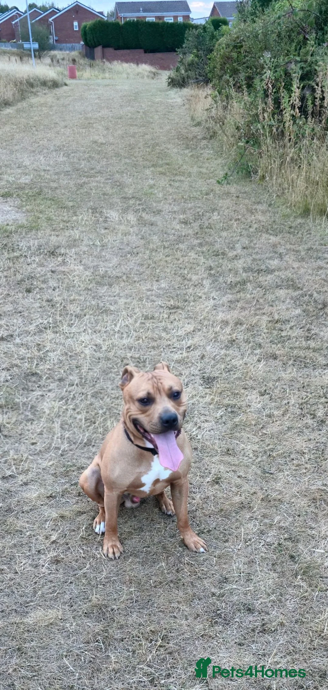 Mixed Breed dogs for stud: Staffy X Breed For Stud - Advert 2