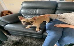 French Bulldog dogs for adoption: 💙 BISCUIT -sweet  11 months boy(neutered)💙 - Image 3
