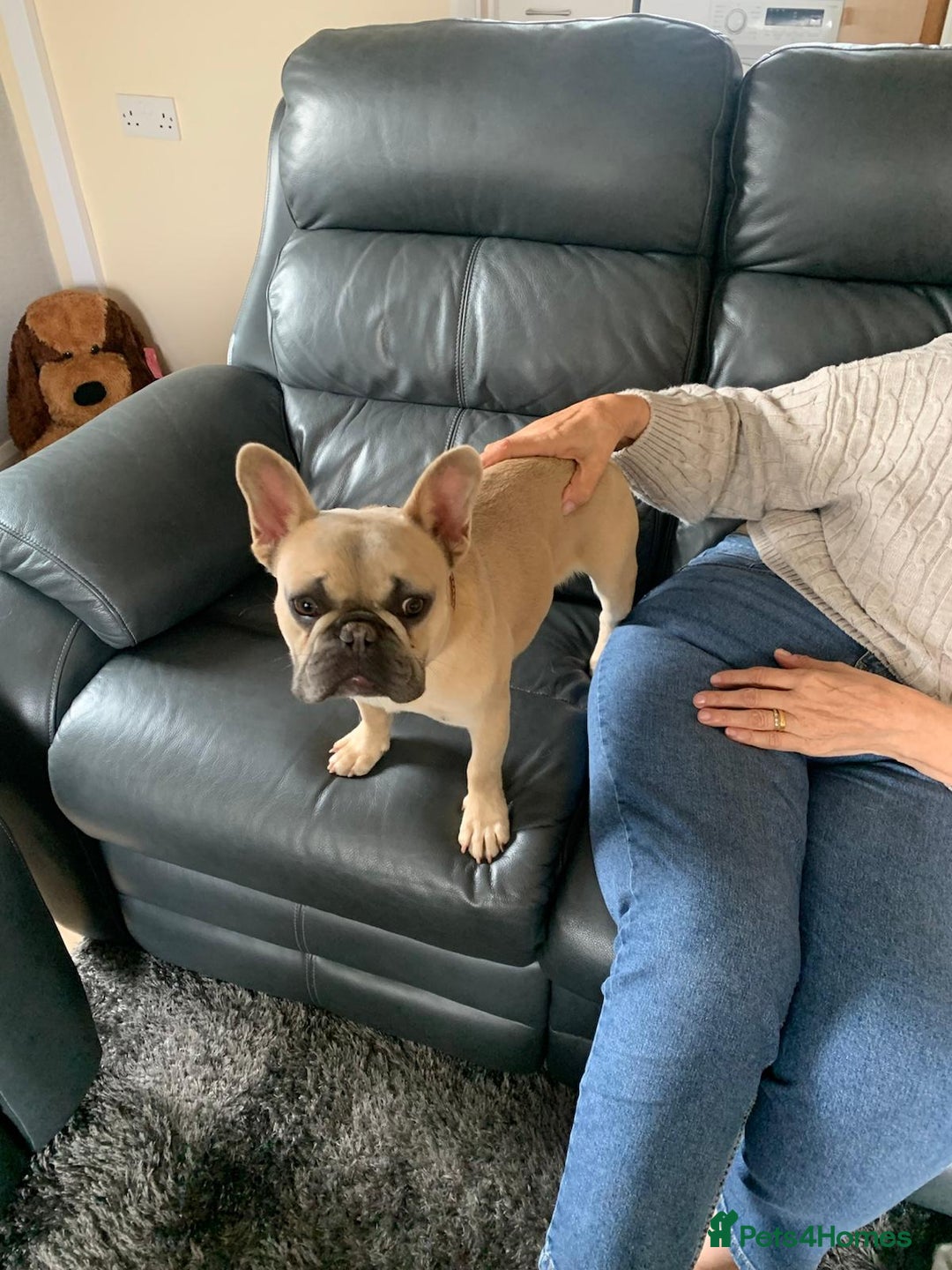 French Bulldog dogs for adoption: 💙 BISCUIT -sweet  11 months boy(neutered)💙 - Image 3