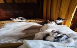 British Shorthair cats for sale: Lovely lively kittens! - Image 3