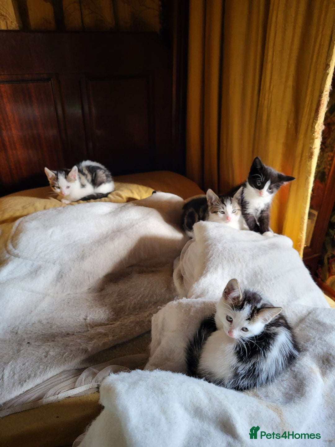 British Shorthair cats for sale: Lovely lively kittens! - Image 3