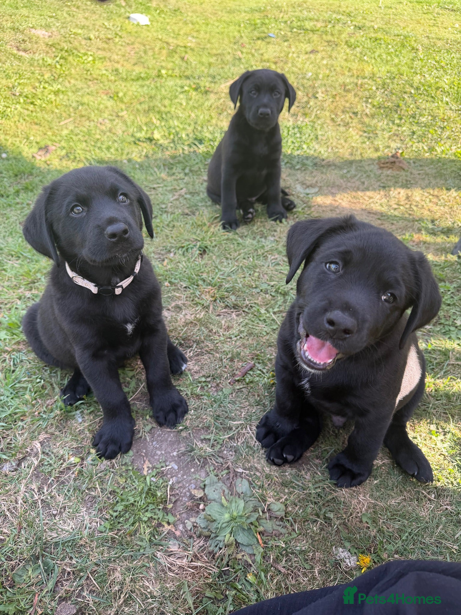 Mixed Breed dogs Labahoula x Collie-Lab puppies  - Advert 11