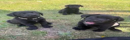 Mixed Breed dogs for sale: Labahoula x Collie-Lab puppies  - Advert 1