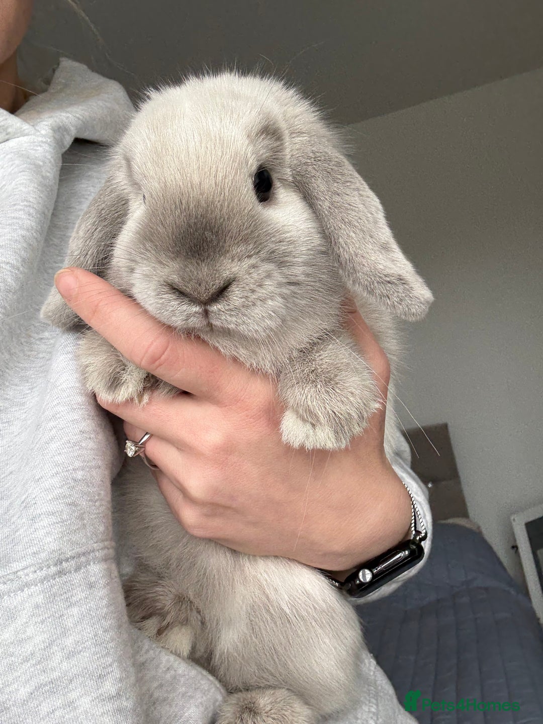 Mini Lop rabbits for sale: Beautiful Mini Lop Bunny - Image 4