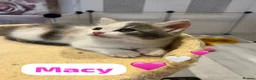 Mixed Breed cats for sale: 4 Beautiful kittens🩷🩵 - Advert 26