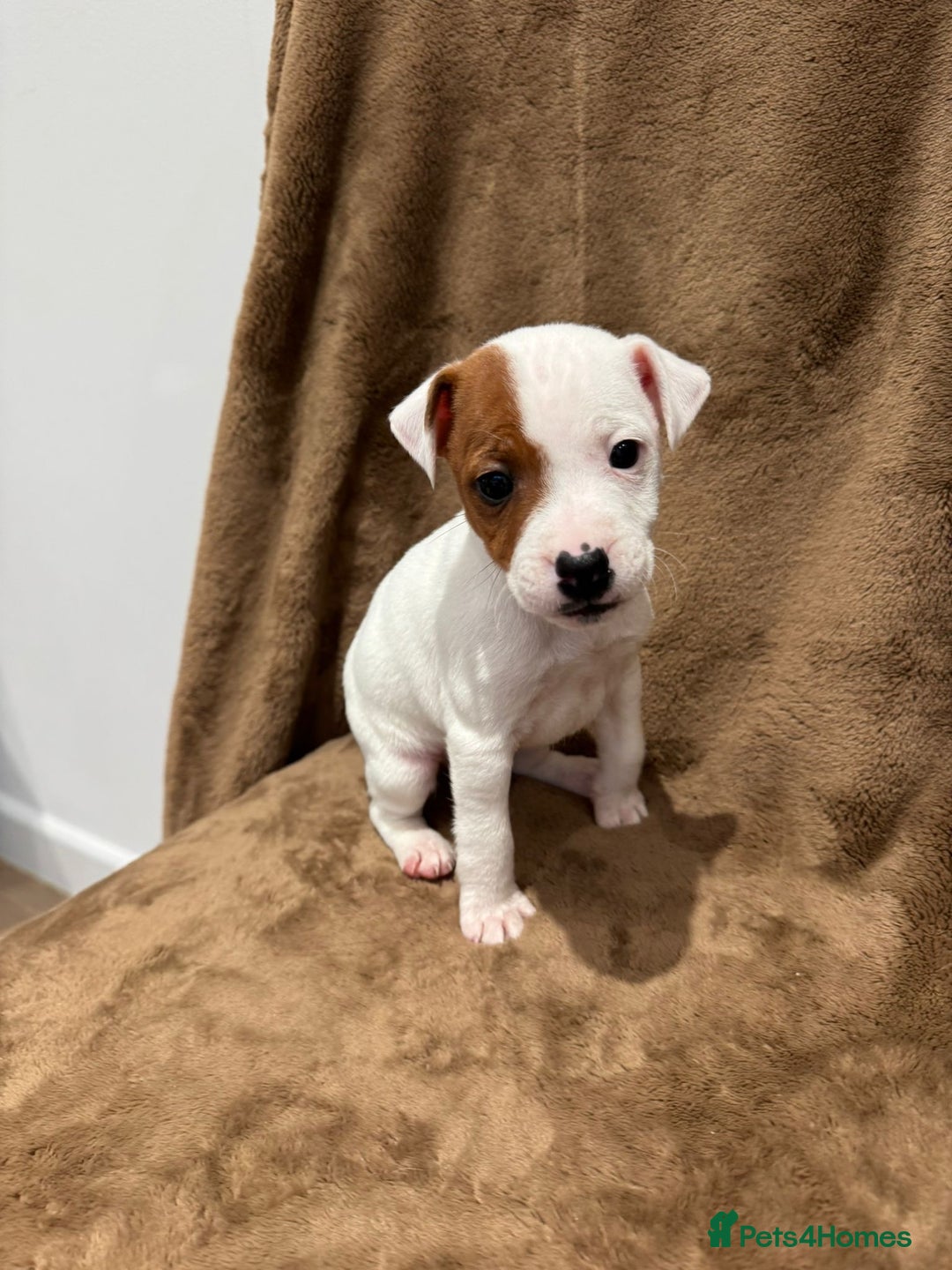 Parson Russell dogs for sale: Parson Russell  - Advert 7