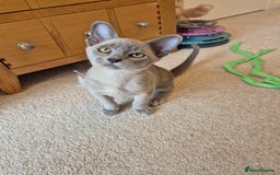 Burmese cats for sale: Gorgeous Pedigree Blue Male Burmese Kitten - Image 6