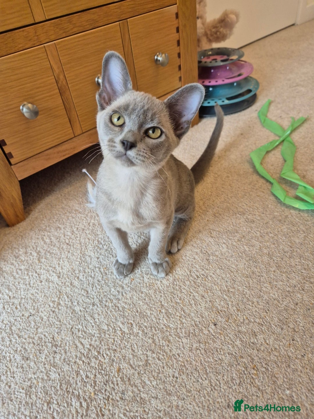 Burmese cats for sale: Gorgeous Pedigree Blue Male Burmese Kitten - Image 6