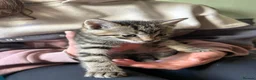 Mixed Breed cats for sale: Beautiful kittens in Strathdon - Advert 17