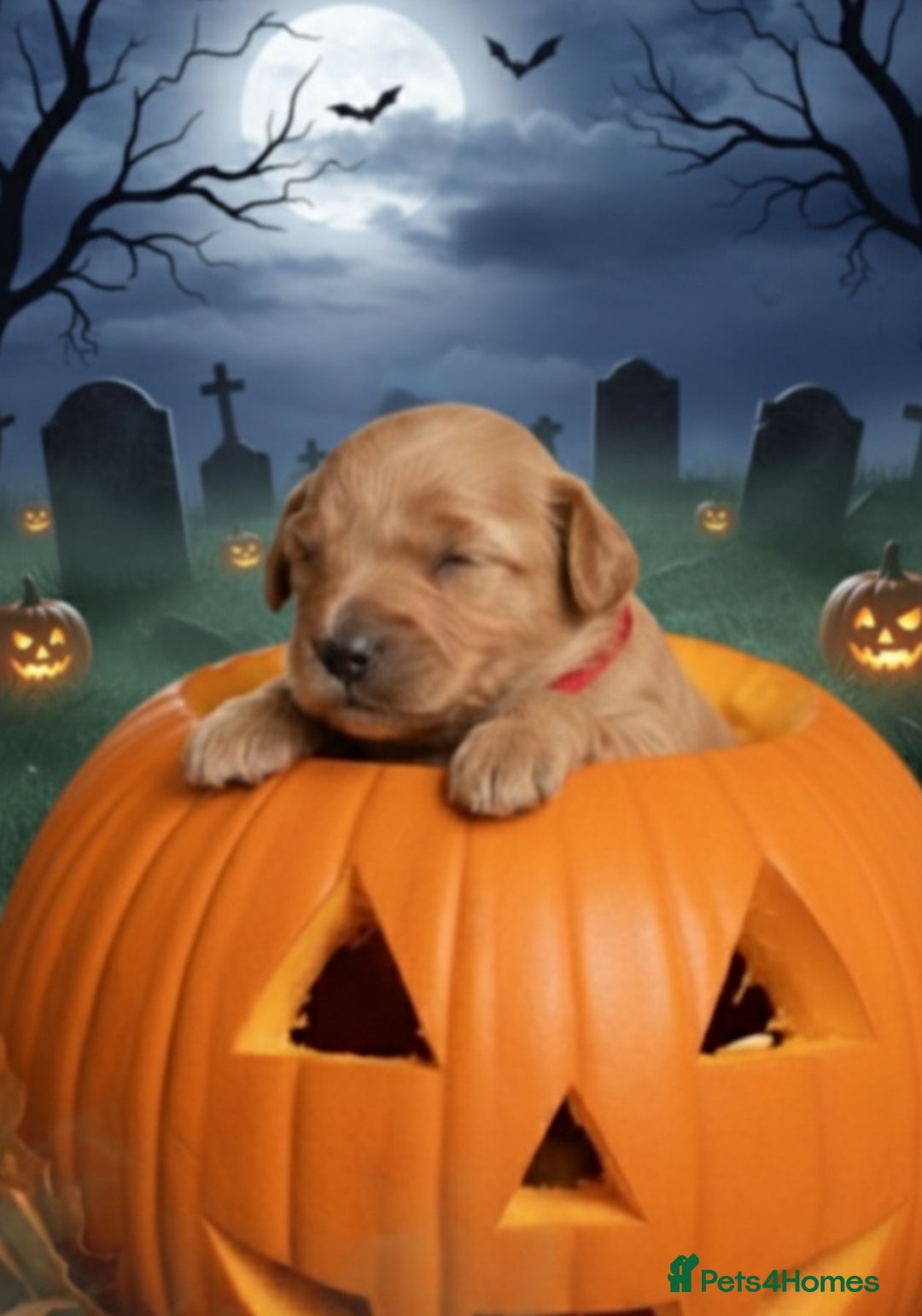 Cavapoo dogs for sale: Beautiful F1 cavapoos from health tested parents  - Image 3