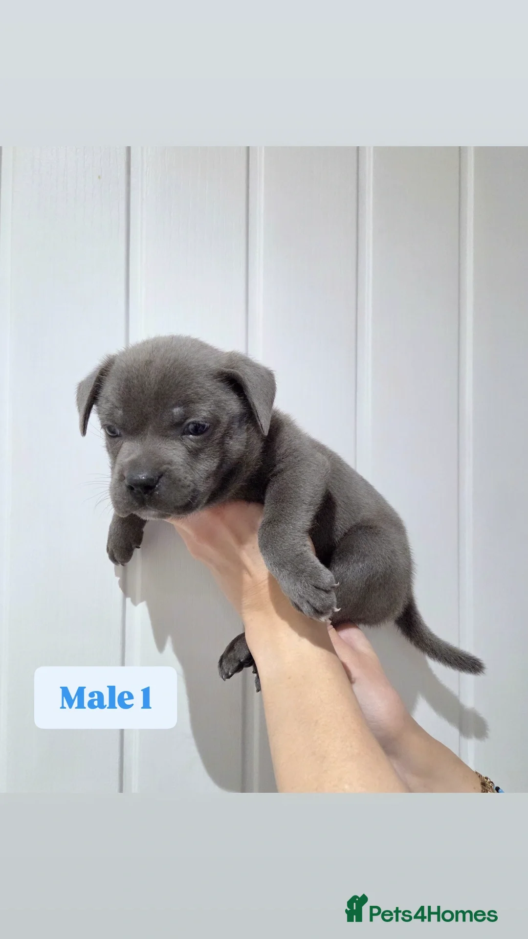 Staffordshire Bull Terrier dogs Exceptional Blue Staffordshire Bull terrier pups - Advert 7