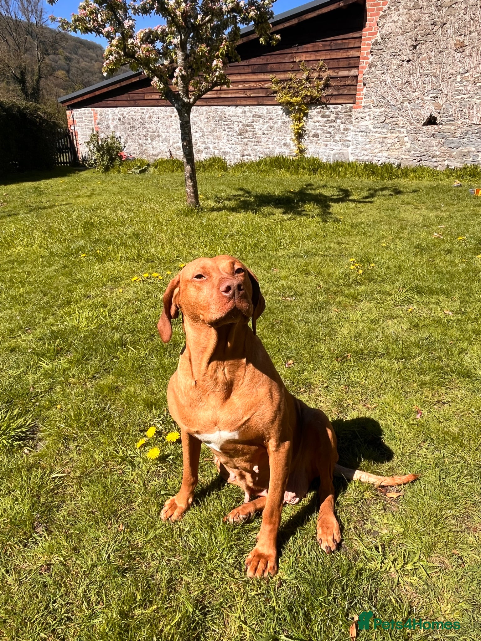 Hungarian Vizsla dogs Darling Roe  - Advert 4