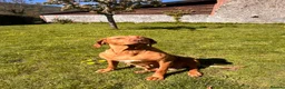 Hungarian Vizsla dogs for sale: Darling Roe  - Advert 1
