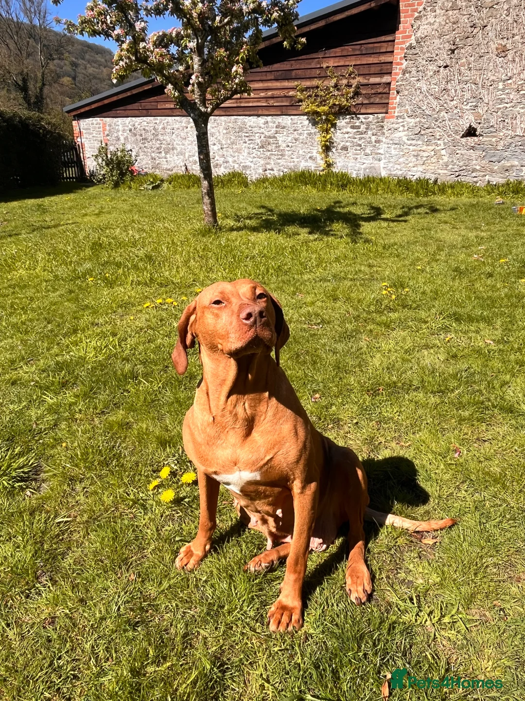Hungarian Vizsla dogs for sale: Darling Roe  - Advert 1