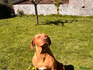 Hungarian Vizsla dogs Darling Roe - Advert 4