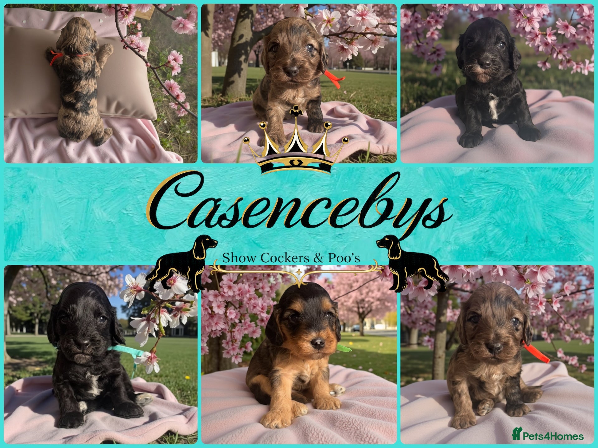 Cockapoo dogs STUNNING DNA CLEAR F1 miniature cockapoos - Advert 1