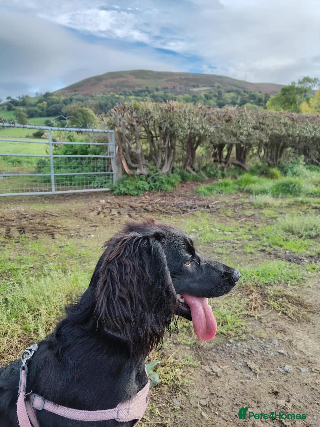 Cocker Spaniel dogs for sale: Beautiful friendly cocker spaniel in Denbigh - Advert 2