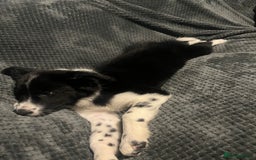 Border Collie dogs for sale: Border collie girl looking for forever home  - Image 4