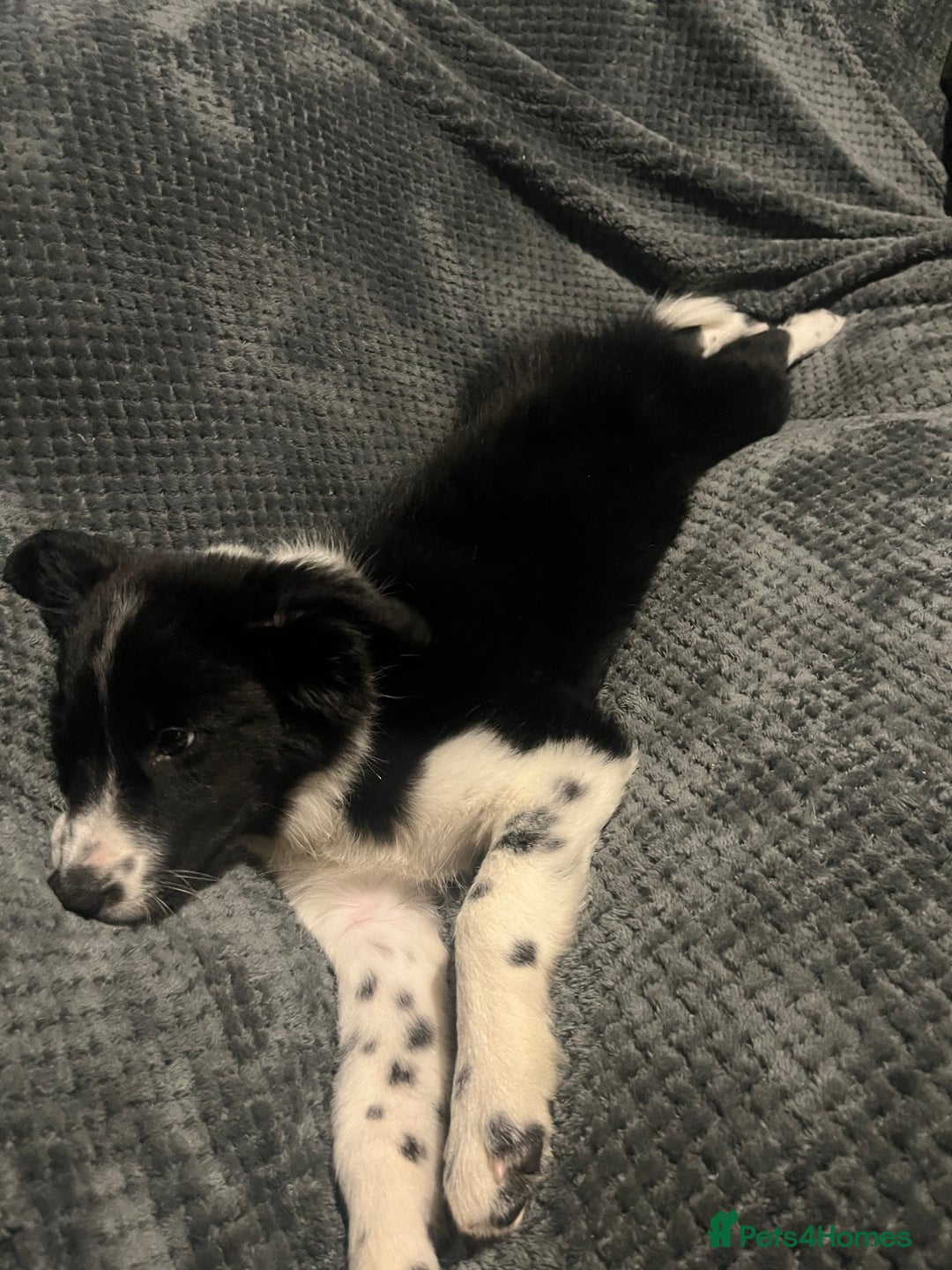 Border Collie dogs for sale: Border collie girl looking for forever home  - Image 4
