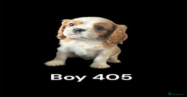 Cavalier King Charles Spaniel dogs - Advert 2