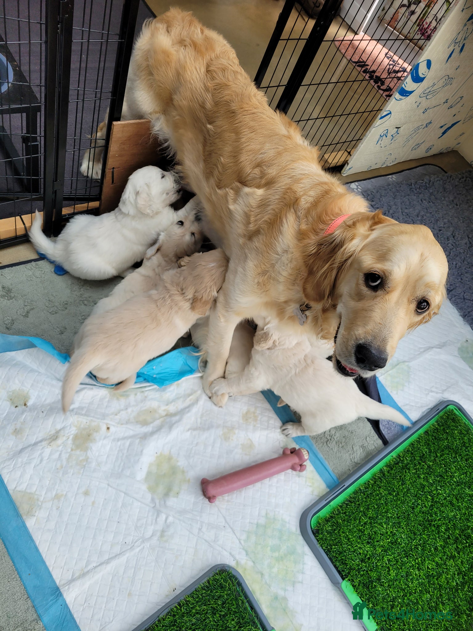 Golden Retriever dogs for sale: Stunning Golden Retriever Pups - Advert 7