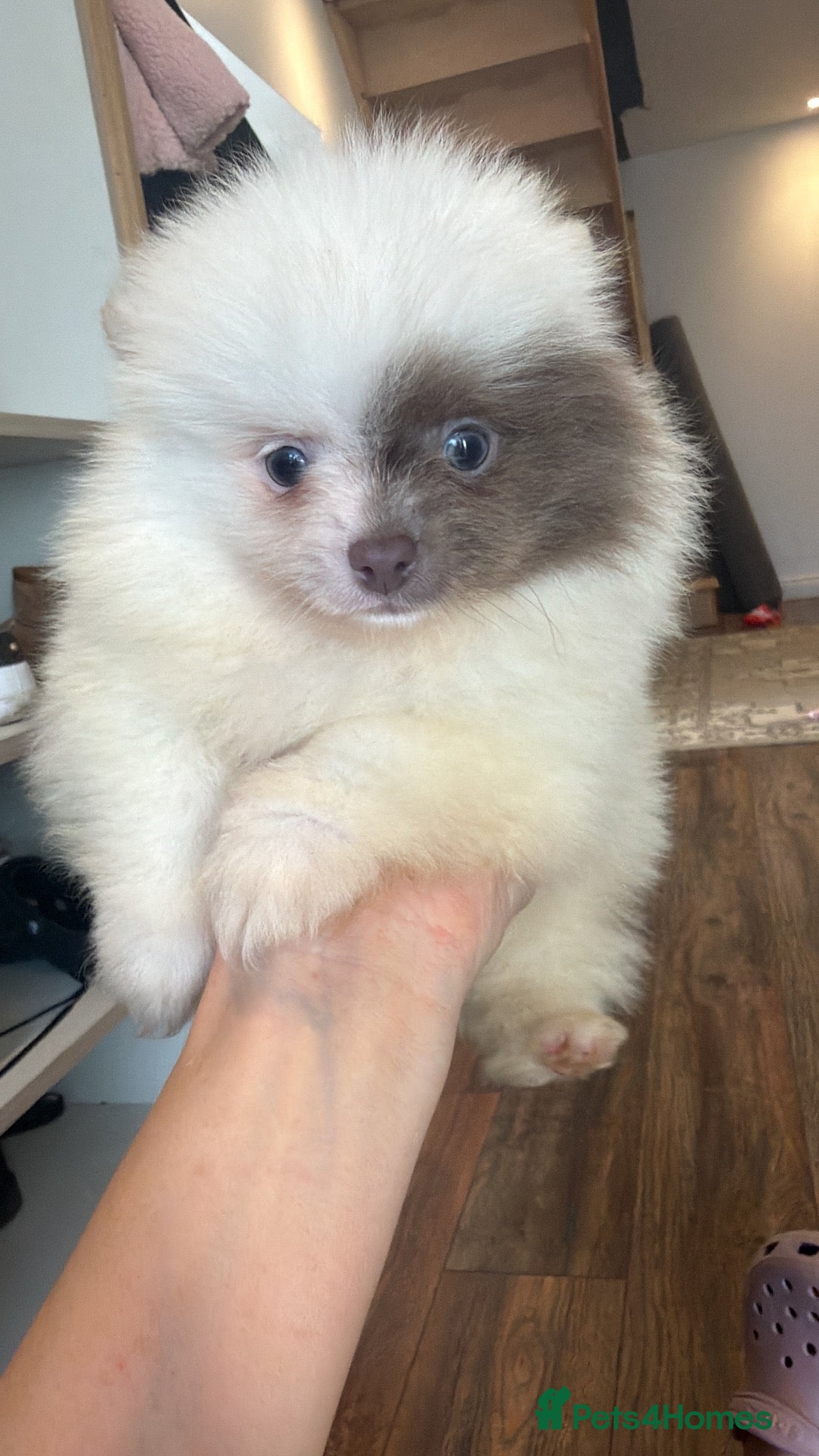 Pomeranian dogs Kc Lilac parti pom poms  - Advert 4