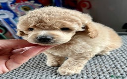 Toy Poodle dogs for sale: KC Toy Poodle Puppies - Image 15